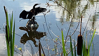 Jane's August 2016 Garden Report -- Full Moon in Aquarius, Leo Solar Festival 2016, Satya Center Cosmic Weather Forecast