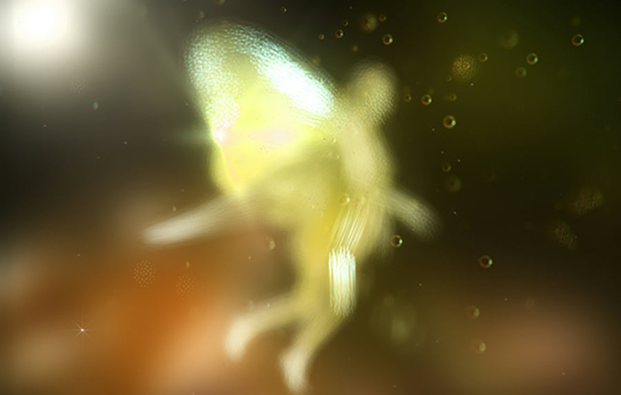 Glowing Fairy in Flight, Resource Database For Unsplash+ Licensed under the Unsplash+ License