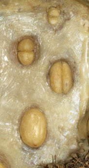 Spanish Moss Egg Box