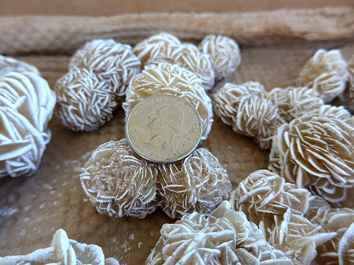 Selenite Medium Size Desert Roses Whole Flat