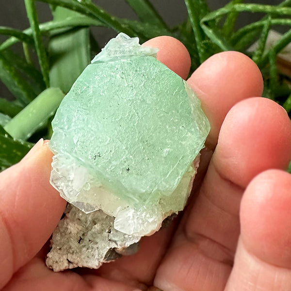 Green Apophyllite Gemstone on White Apophyllite