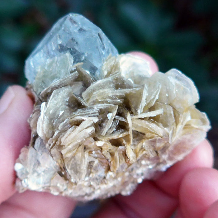 Gemmy Aquamarine and Muscovite Cluster on Matrix