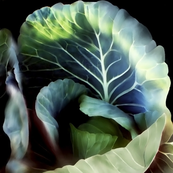 Painted Cabbage