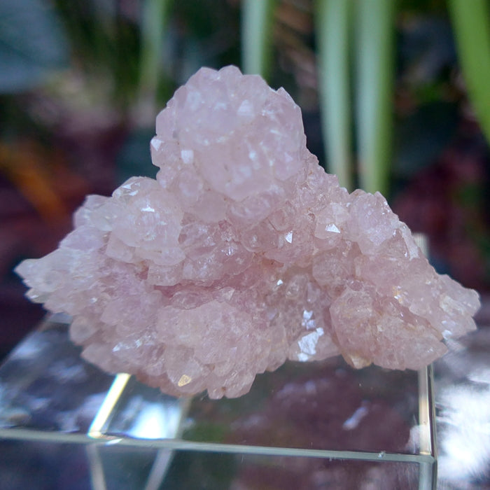 Crystallized Druzy Rose Quartz Elestial Cluster
