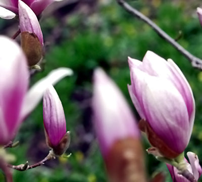 Magnolia Tree