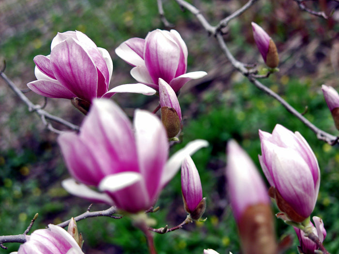 Magnolia Tree