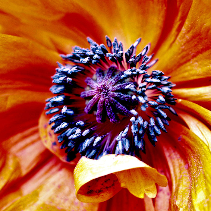 Orange Poppy