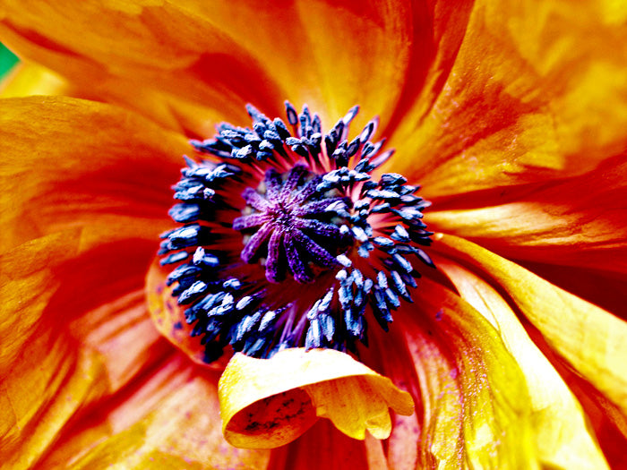 Orange Poppy