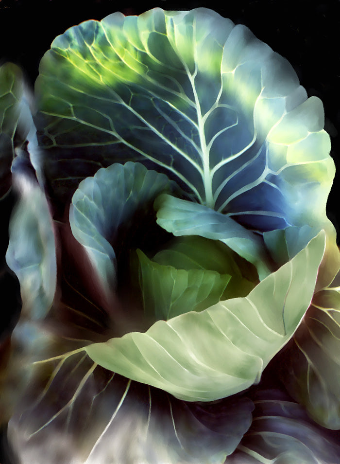 Painted Cabbage