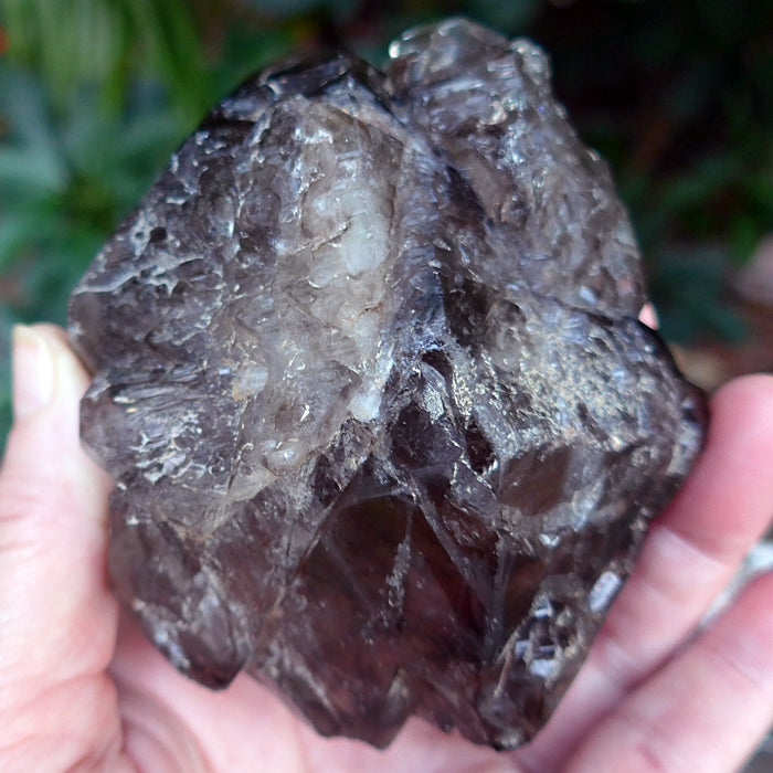 Smoky Skeletal Quartz Elestial Cluster