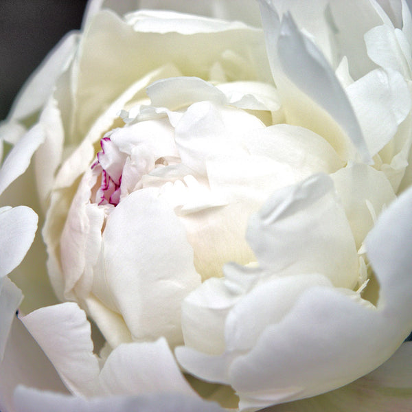 White Peony