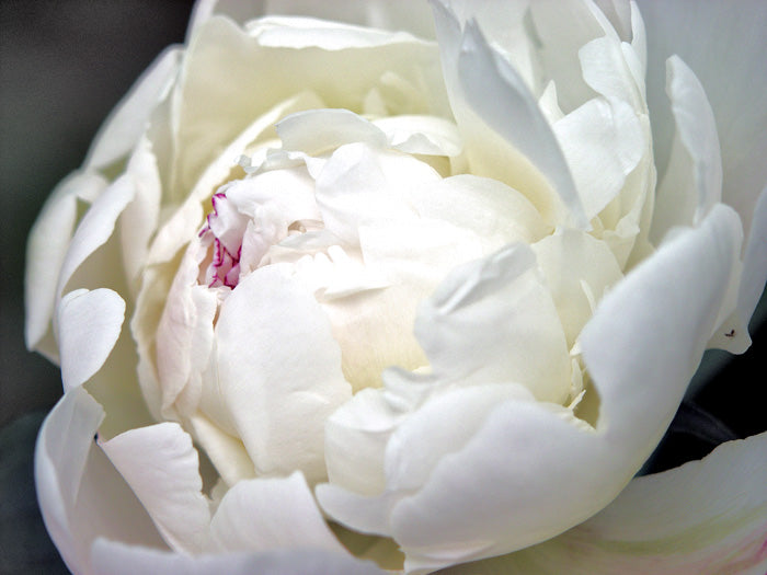 White Peony